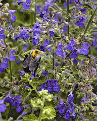 Catmint – National Arboretum, Washington DC