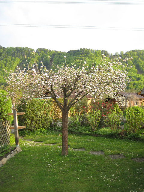 Der Apfelbaum blüht!