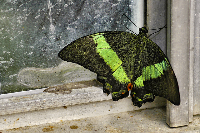 Emerald Swallowtail – Brookside Gardens