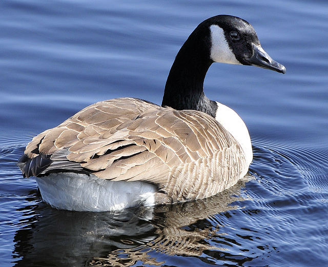 Canada Goose (Branta canadensis).