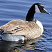 Canada Goose (Branta canadensis).