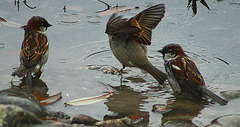 Bathing sparrows