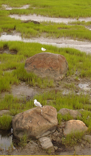 St-Lawrence river low tide eyesight - Fleuve à marée basse -  Rimouski- Québec- CANADA. 11 août 2007- Recadrage