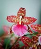 Odontoglossum Violetta Von holm (2)