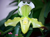 Paphiopedilum hybride (4)