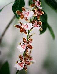 Colmanara Jungle Monarch