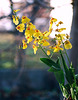 Oncidium- janvier 2011