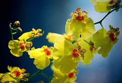 Oncidium (2)