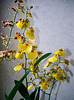 Oncidium (3)