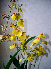 Oncidium (3)