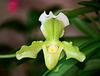 Paphiopedilum hybride (2)