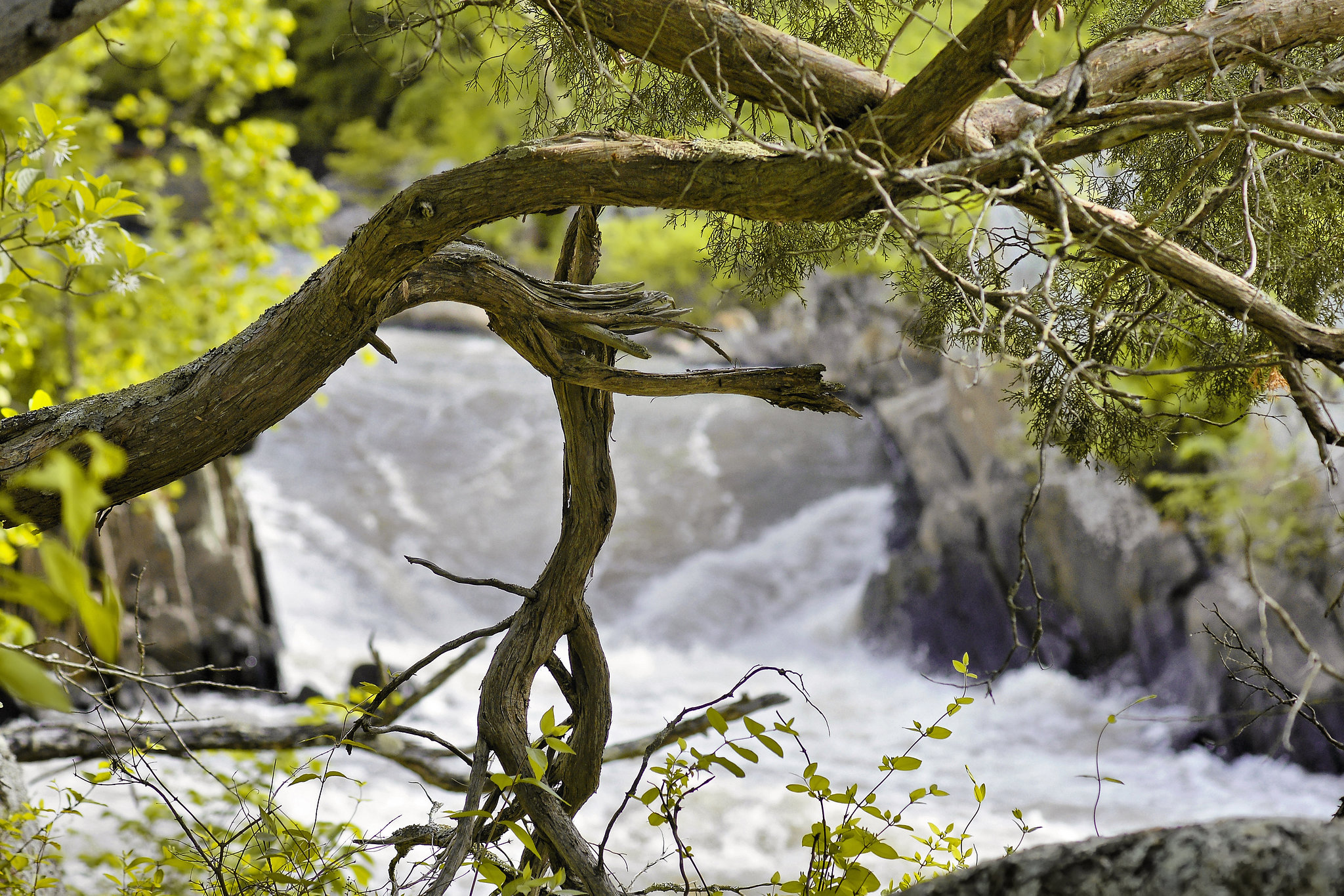 Twisted Timber