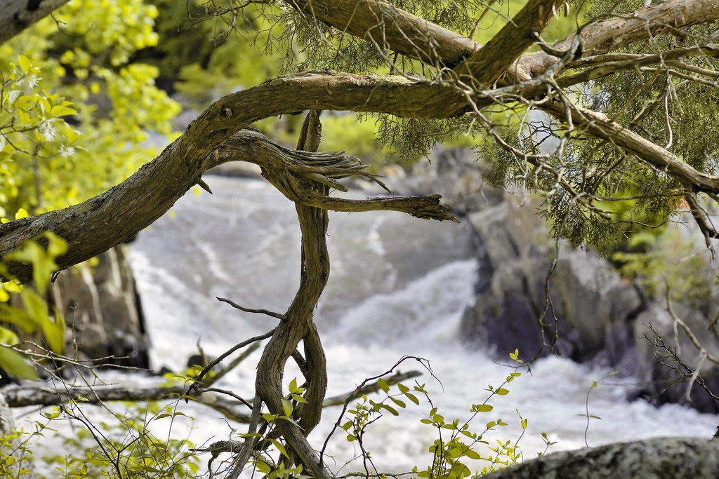 Twisted Timber