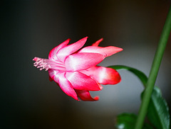 Sclumbergera rouge