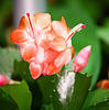 Schlumbergera vermillon (3)