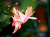 Schlumbergera orange (2)