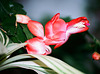 Schlumbergera