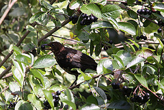 20100824 7576Tw [D~LIP] Amsel (Turdus merula) [Schwarzdrossel], Apfelbeere (Aronia prunufolia 'Viking'), Bad Salzuflen