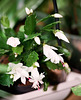 Schlumbergera blanc