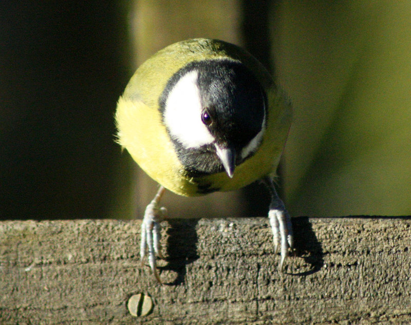 Great tit on bird table