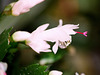 Schlumbergera blanc (2)