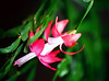 Schlumbergera russeliana (2)