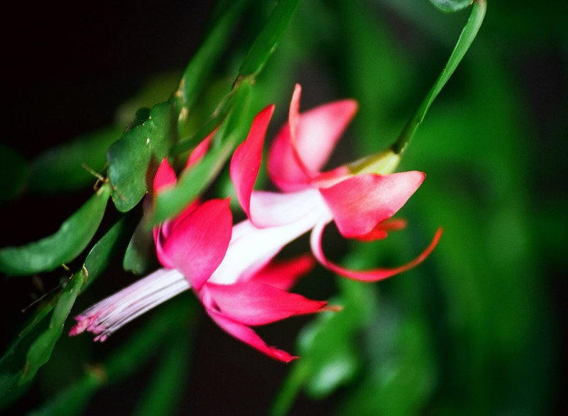 Schlumbergera russeliana (2)