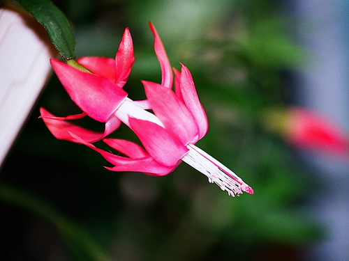 Schlumbergera russeliana