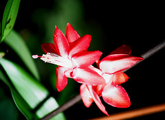 Schlumbergera rouge (6)