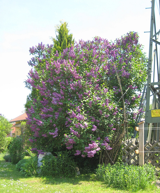 Der Fliederbusch in voller Blüte