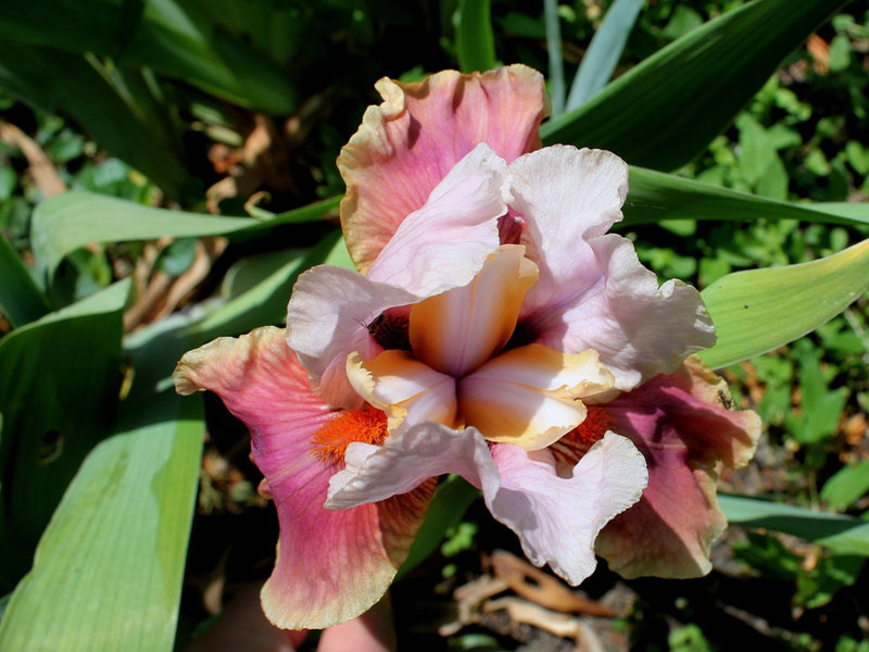 Iris Cameo Wine (2)