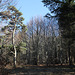 Pin sylvestre en forêt