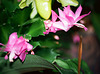 Schlumbergera rose (3)