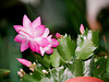 Schlumbergera rose