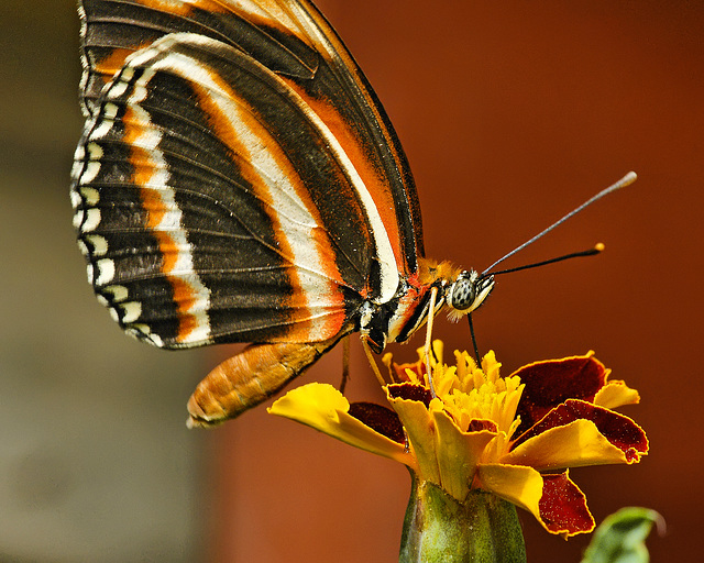 Banded Orange Butterfly – Brookside Gardens