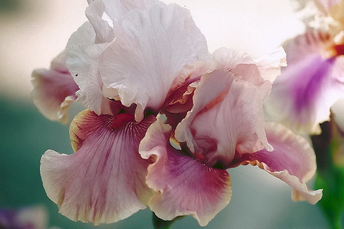 Iris Caméowine
