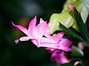 Schlumbergera rose (4)