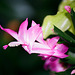 Schlumbergera rose (4)