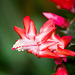 Schlumbergera rouge (2)