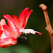 Schlumbergera rouge