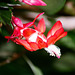 Schlumbergera rouge (3)