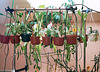 Epiphyllum