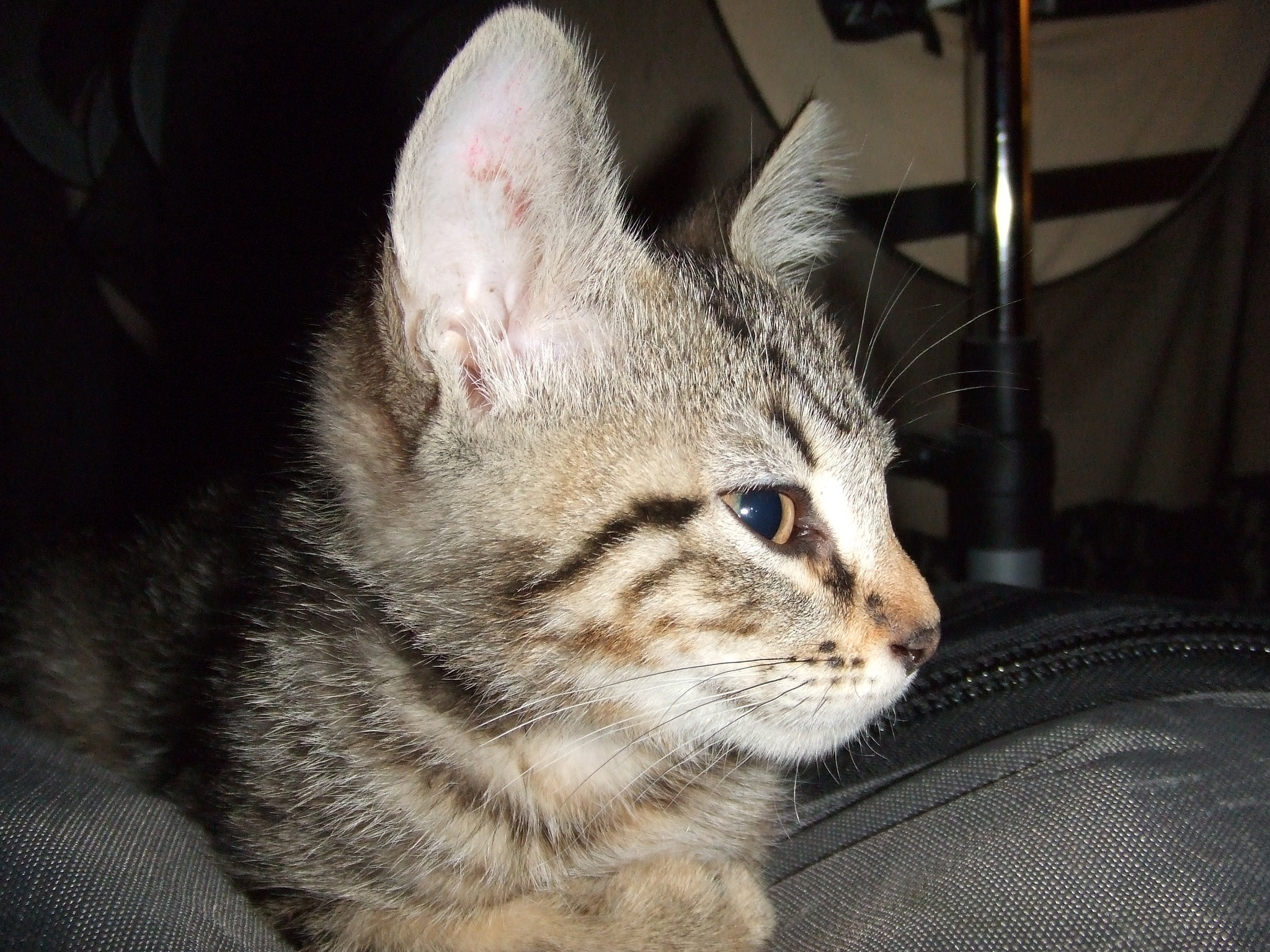 Chat 007