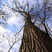 20110108 9202Ww [D~LIP] Baum (Himmelsstürmer), UWZ, Bad Salzuflen