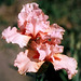Iris Buisson de Rose