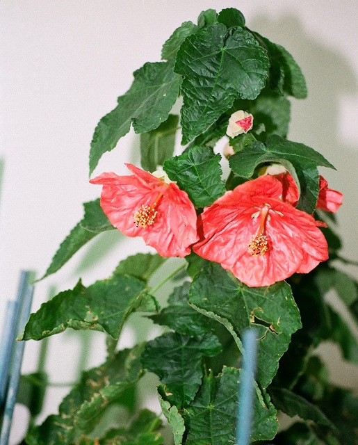 Abutilon (3)