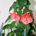 Abutilon (3)