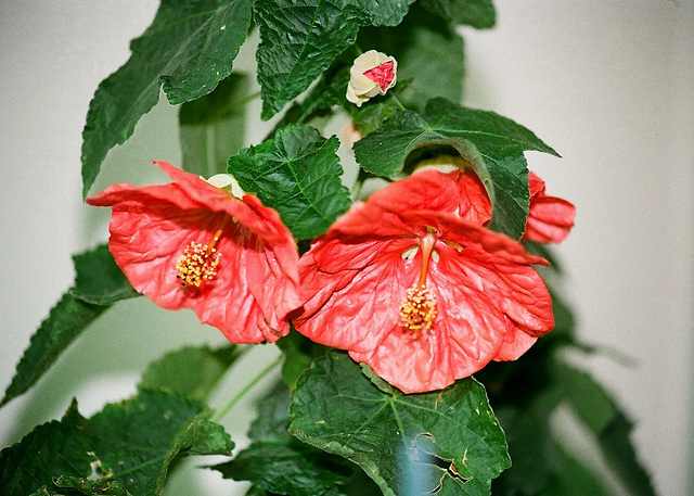 Abutilon