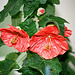 Abutilon