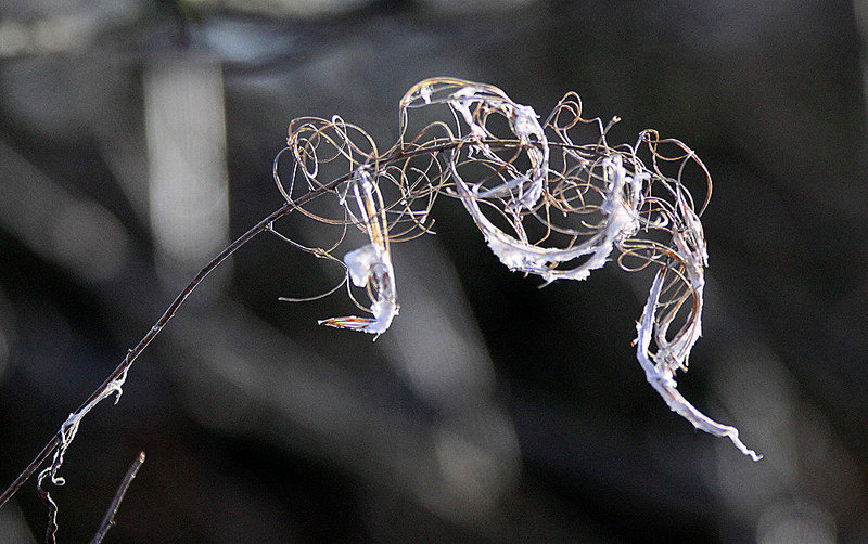 20110108 9214Aw [D~LIP] Zottiges Weidenröschen (Epilobium hirsutum) [Onagraceae], UWZ, Bad Salzuflen